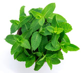 Fresh Mint Leaves 1kg