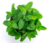 Fresh Mint Leaves 1kg