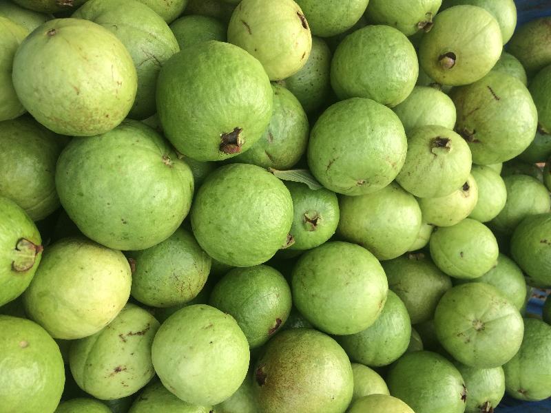 zeytuun(Guava)